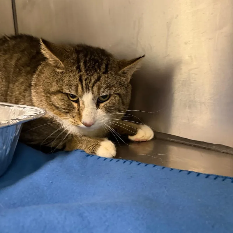 An adult large-sized male Brown / Chocolate Domestic Short Hair cat named Captain for adoption in Parkersburg, WV