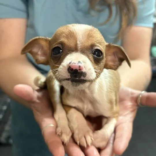 A baby small-sized male Brown / Chocolate Chihuahua dog named Button for adoption in Enfield, NH