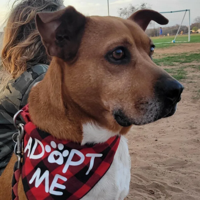 A senior medium-sized female Yellow / Tan / Blond / Fawn Black Mouth Cur dog named Daisy for adoption in Seguin, TX