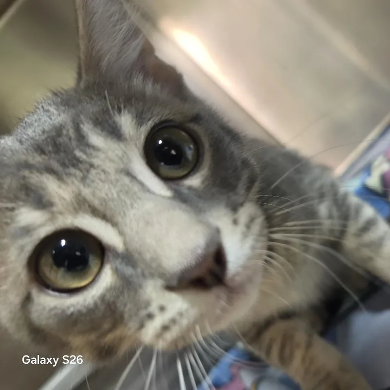A baby small-sized male Gray / Blue / Silver Domestic Short Hair cat named Dennis for adoption in Leander, TX