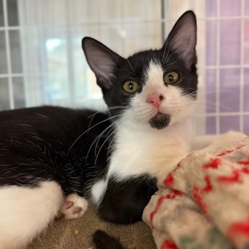 A baby small-sized male Black Domestic Short Hair cat named Funshine for adoption in Los Angeles, CA