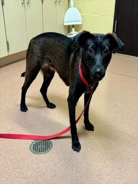 A young medium-sized female Labrador Retriever dog named Fudgie for adoption in Cookeville, TN