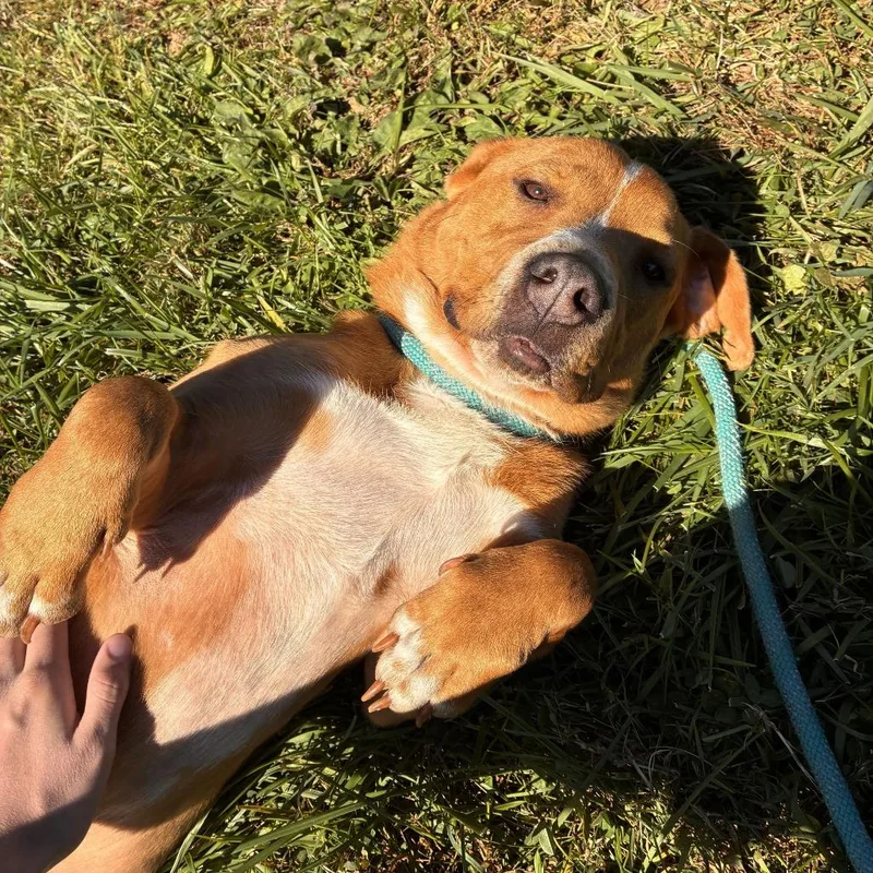 A young medium-sized male Brown / Chocolate Basset Hound dog named Vienna Sausage for adoption in Marshall, VA