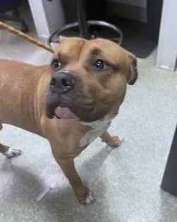 An adult large-sized male Pit Bull Terrier dog named Hawkeye for adoption in Washington, DC