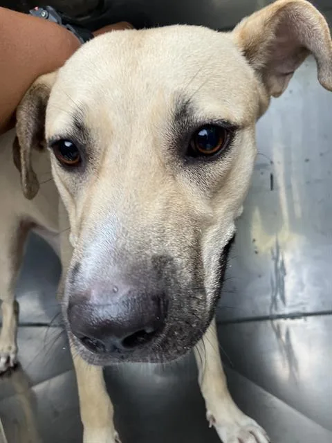 A young large-sized female Mixed Breed dog named Roxi for adoption in Dallas, TX