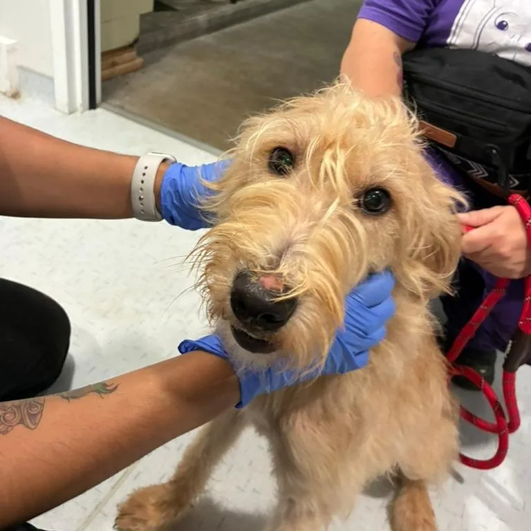 A baby medium-sized female Yellow / Tan / Blond / Fawn Fox Terrier dog named Doodle Bug for adoption in Northbrook, IL