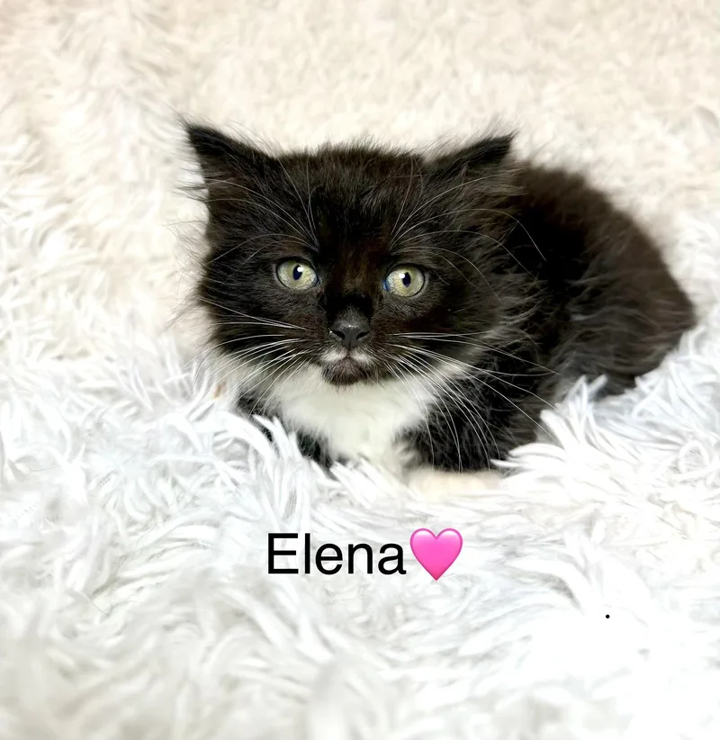 A baby medium-sized female Black & White / Tuxedo Tuxedo cat named Elena for adoption in Copley, OH