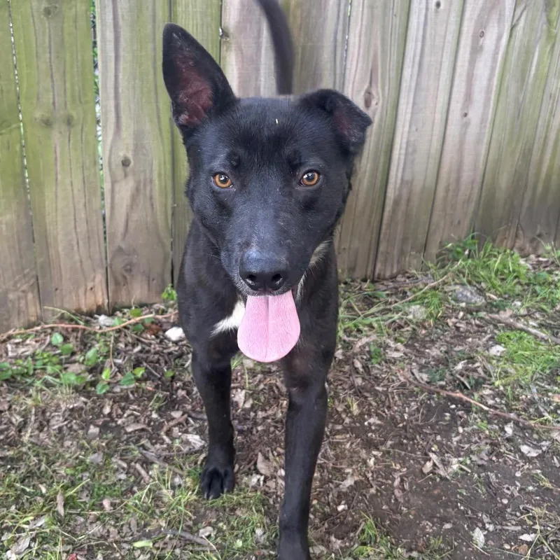 An adult medium-sized male Black Pit Bull Terrier dog named Vincent Van Gogh D for adoption in Corsicana, TX