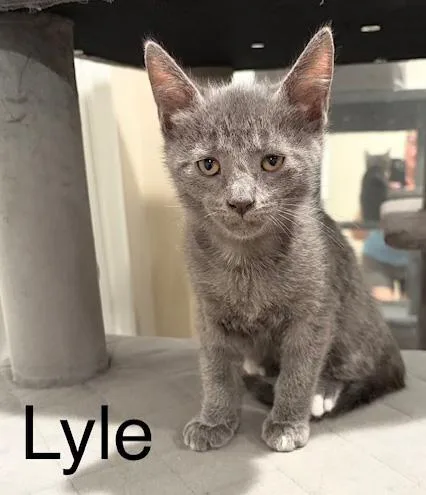 Lyle