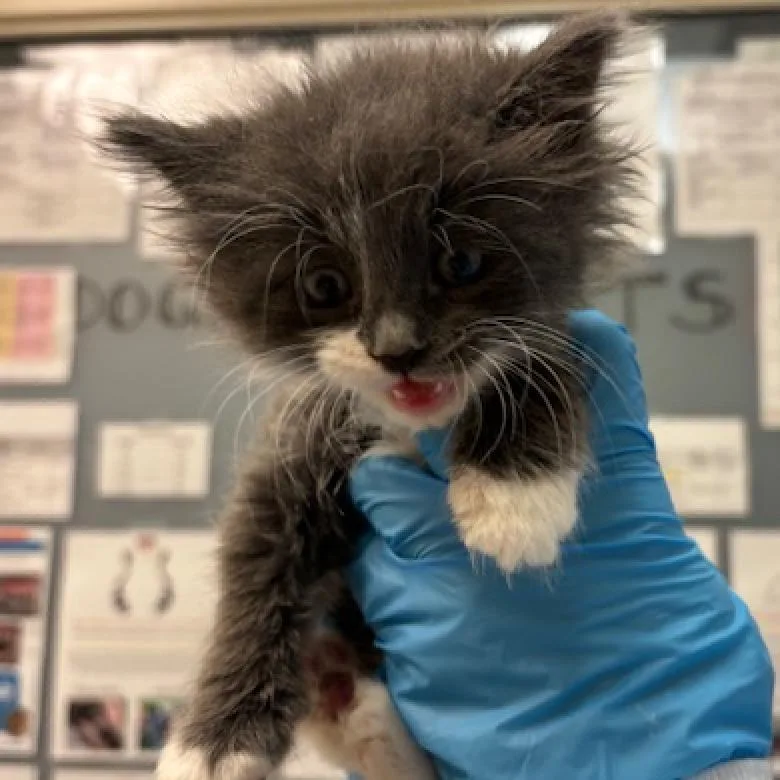 An adult large-sized female Domestic Long Hair cat named Daisy for adoption in Murray, UT