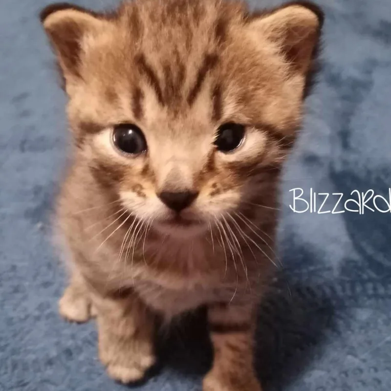 Blizzard thumbnail 2