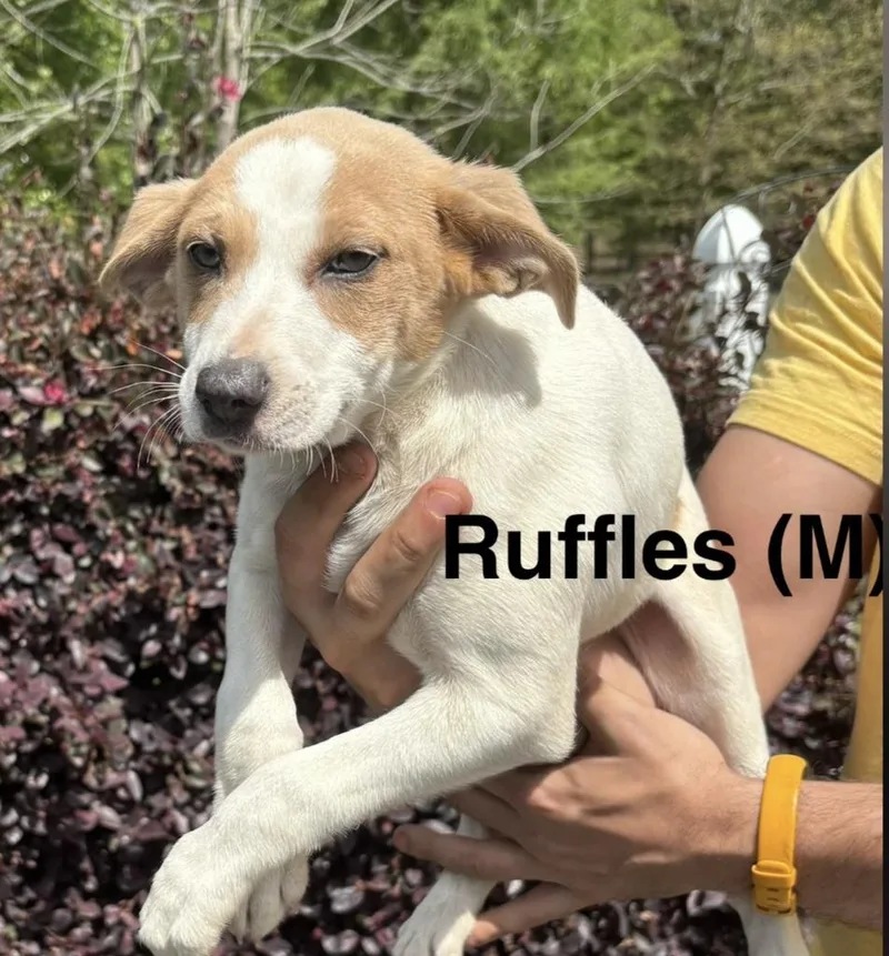 A baby medium-sized male White / Cream Labrador Retriever dog named Ruffles for adoption in Parma, OH