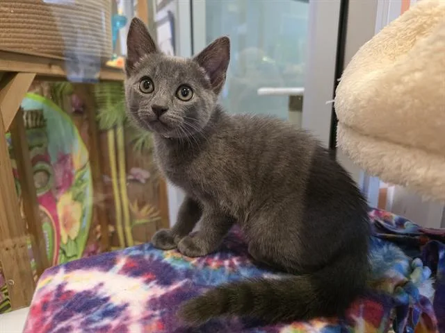 Maya