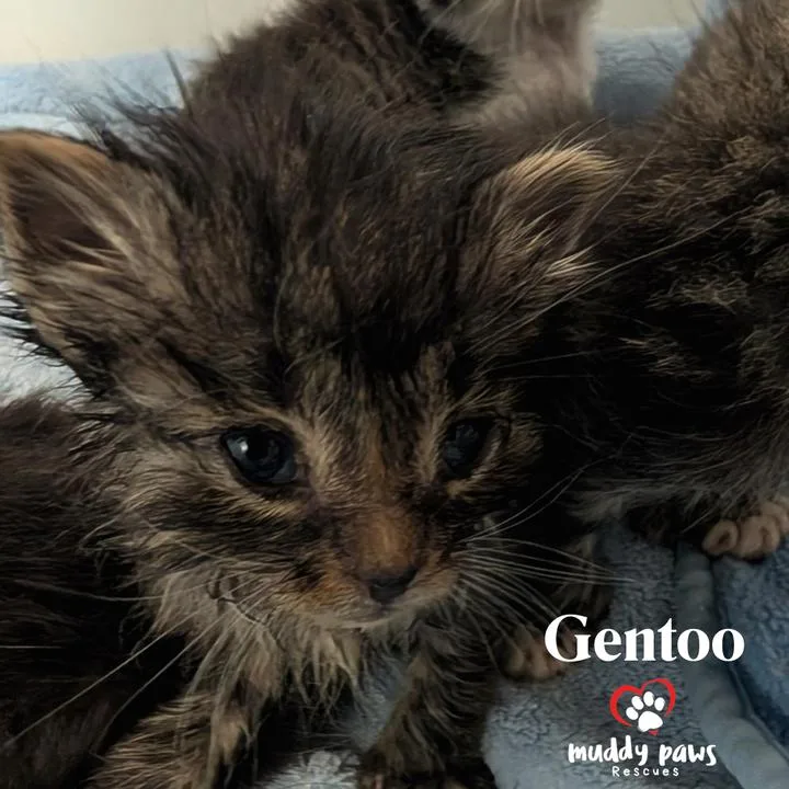 A baby small-sized male Domestic Short Hair cat named Linux Tux Litter:  for adoption in Council Bluffs, IA