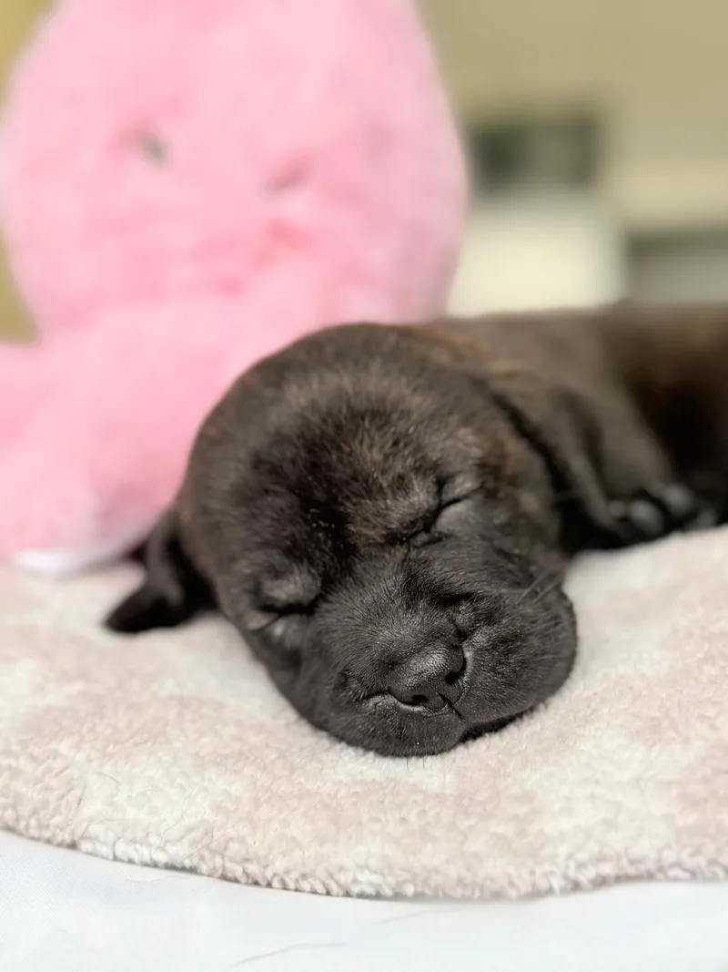 A baby medium-sized male Mixed Breed dog named Mini for adoption in Rincon, PR
