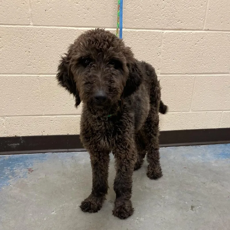 A young small-sized female Black Mixed Breed dog named Dallas for adoption in Memphis, TN