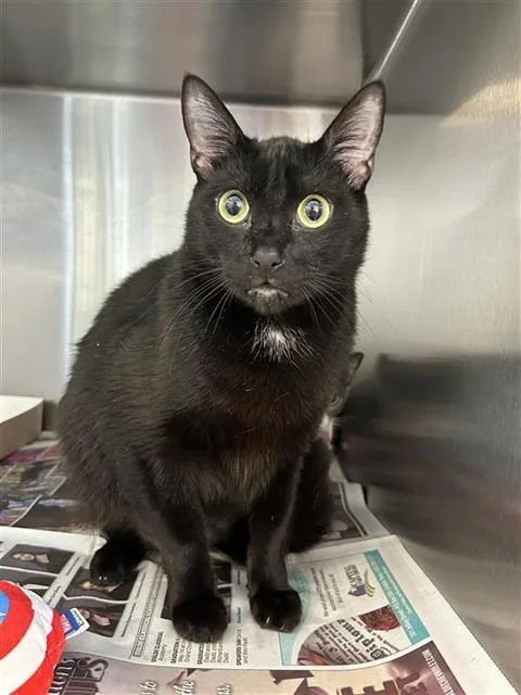 An adult small-sized male Domestic Short Hair cat named Petey for adoption in San Antonio, TX