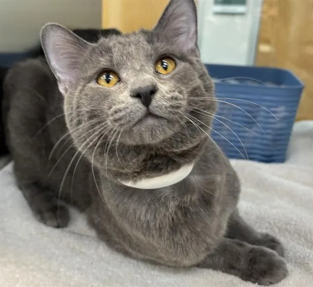 A young small-sized male Domestic Short Hair cat named Vinny for adoption in Colorado Springs, CO