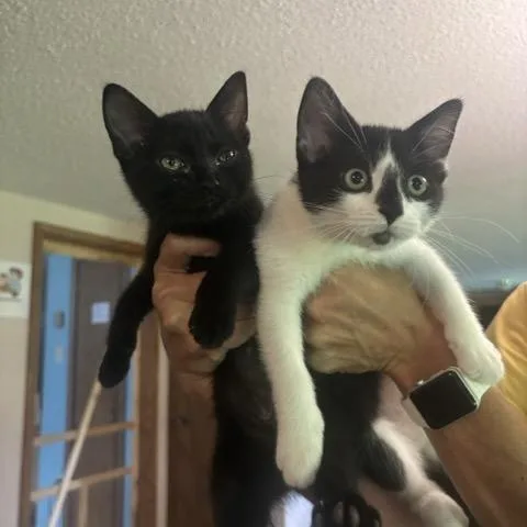 A baby small-sized female Black Domestic Short Hair cat named Lady and Lassie for adoption in Hutchinson, MN