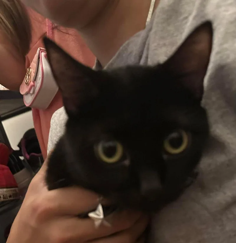 A young medium-sized female Domestic Short Hair cat named Mama Luna for adoption in Cloquet, MN