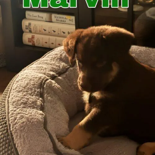 Marvin thumbnail 3