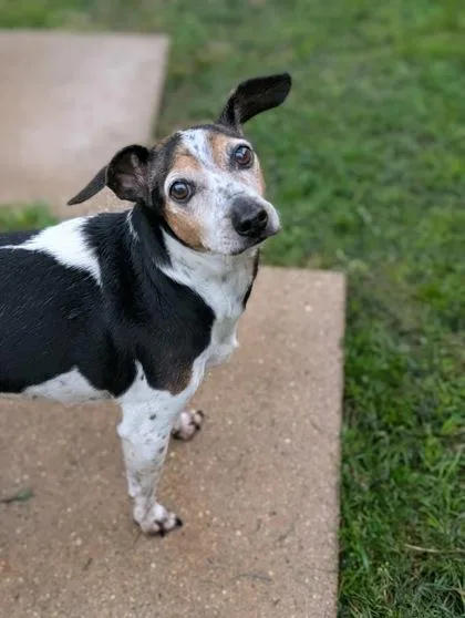 An adult small-sized male Terrier dog named Ben for adoption in Mansfield, TX