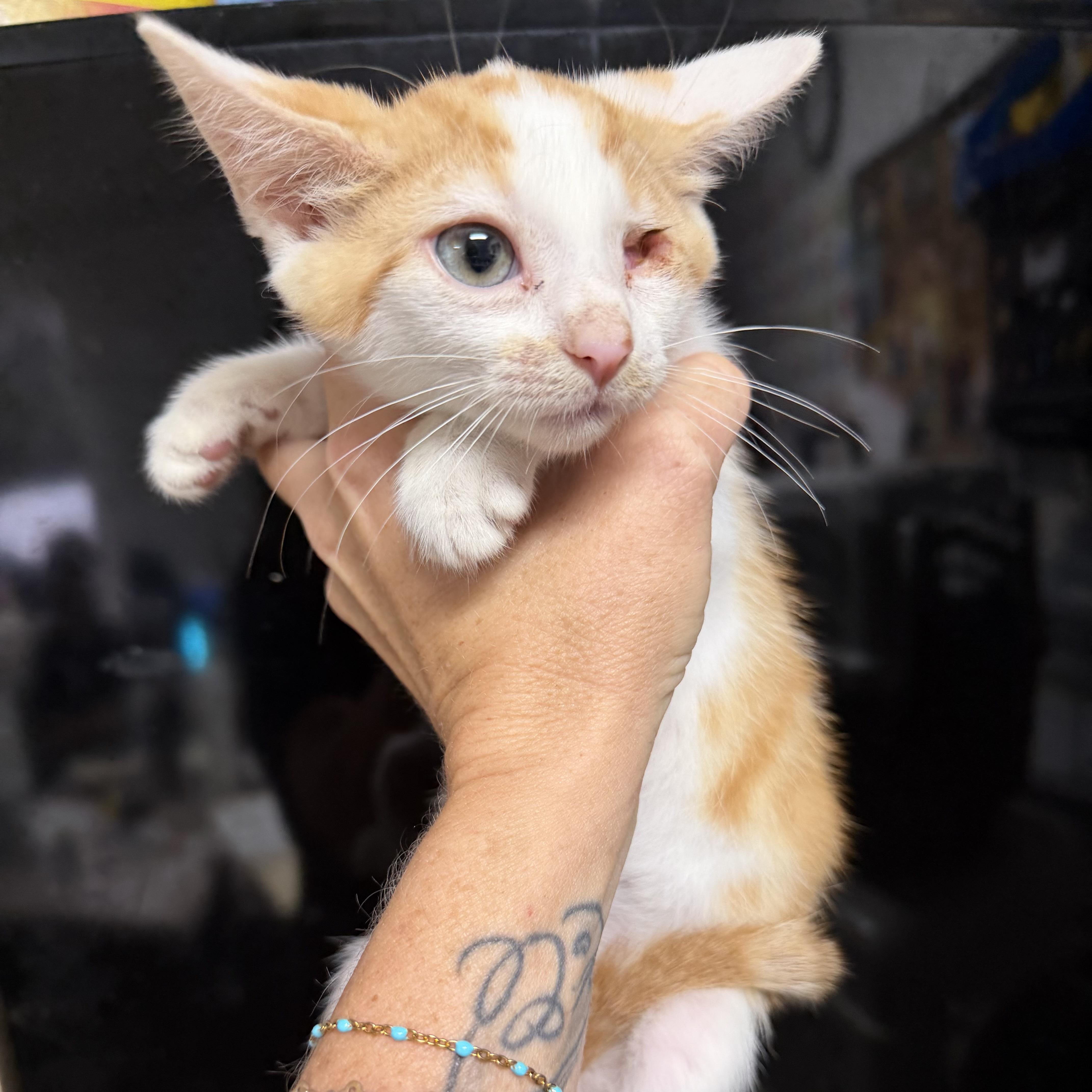 A baby medium-sized male Domestic Short Hair cat named Tangerine for adoption in Columbia, SC
