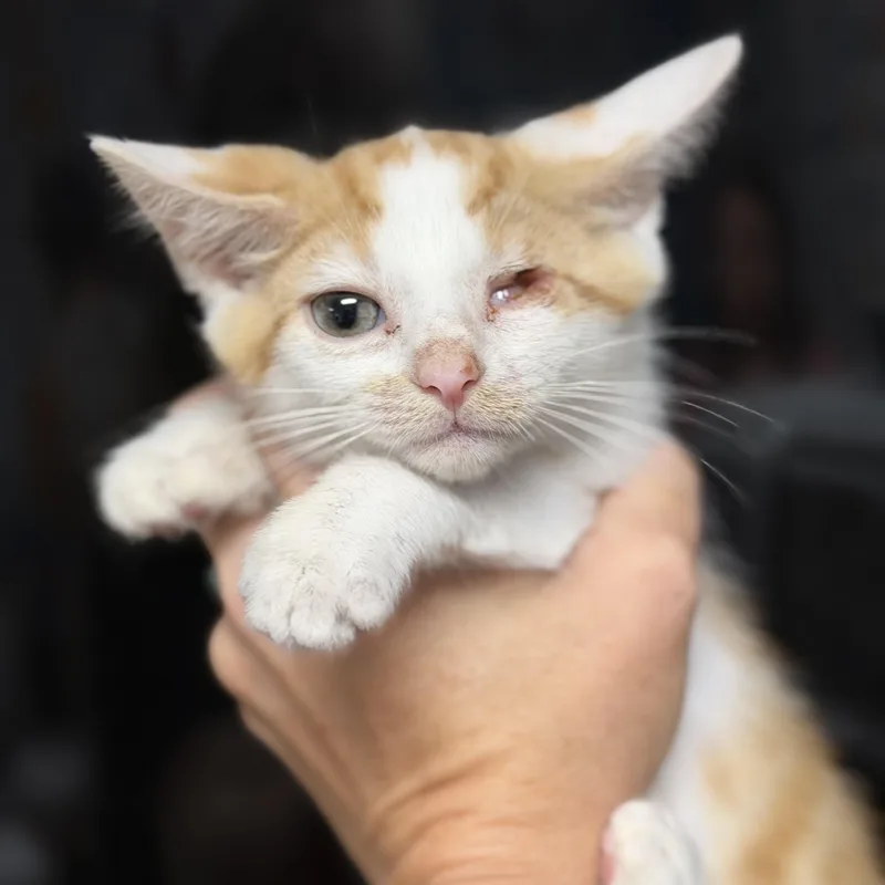 Tangerine thumbnail 2