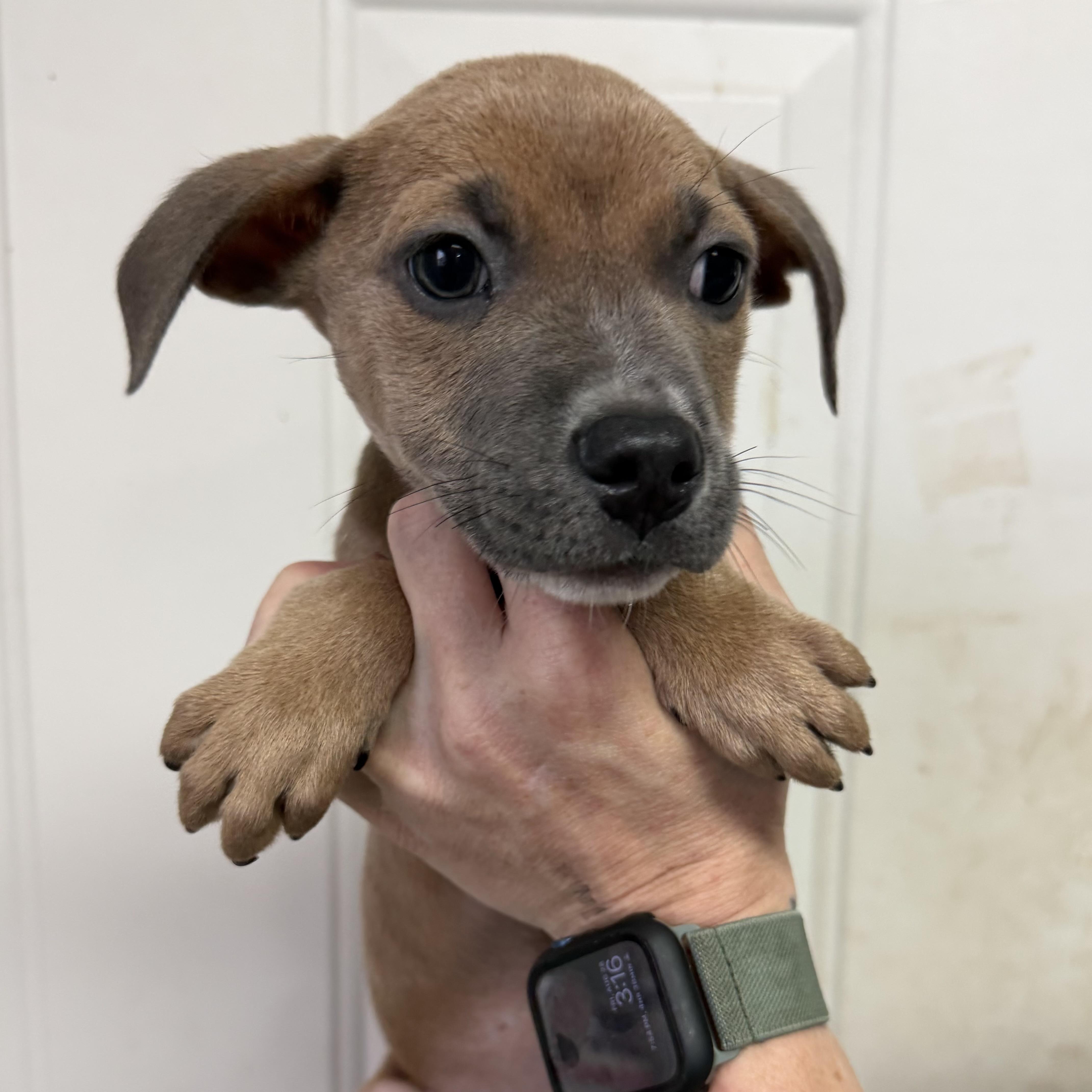A baby medium-sized female Brown / Chocolate Mixed Breed dog named Sandra DiazTwine for adoption in Columbia, SC
