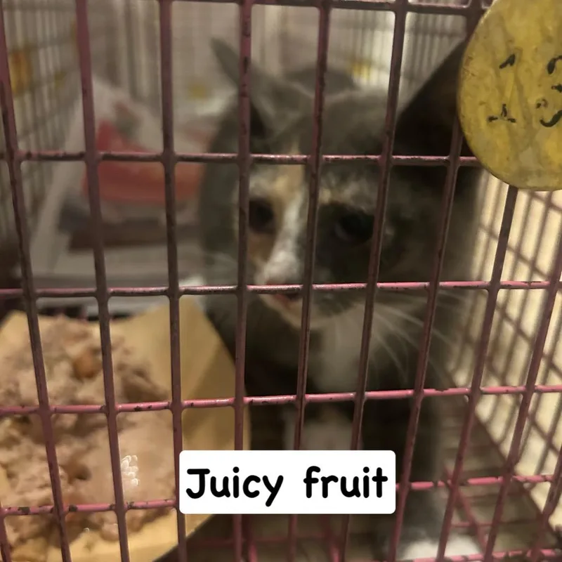 A baby small-sized female Gray / Blue / Silver Domestic Short Hair cat named Juicy Fruit for adoption in Philadelphia, PA