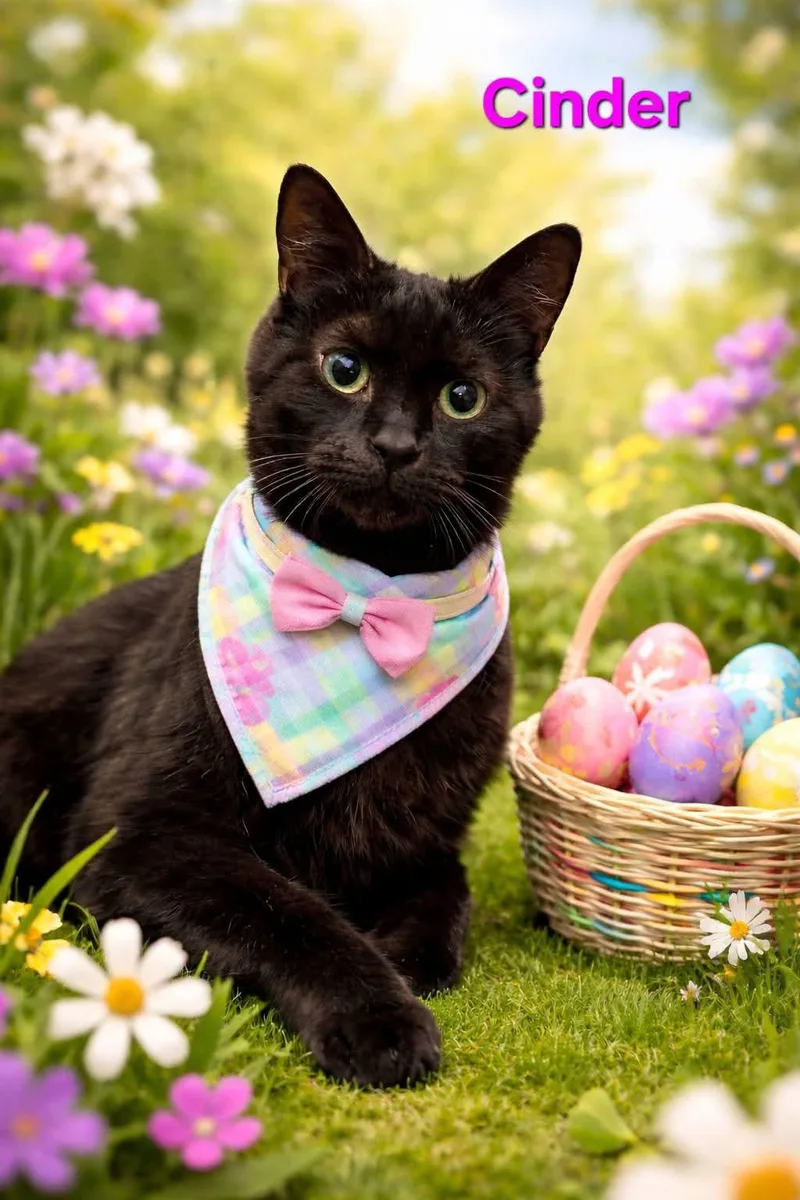 A senior medium-sized female Domestic Short Hair cat named Cinder for adoption in Brighton, MI