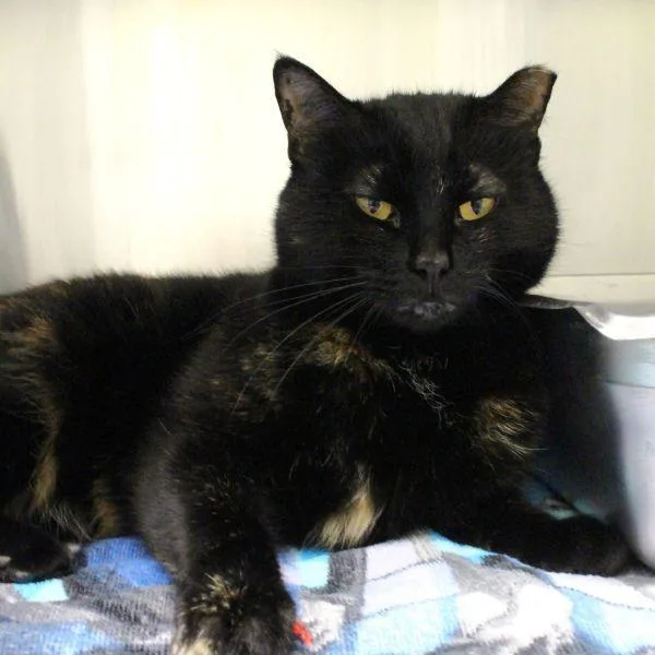An adult medium-sized female Domestic Short Hair cat named Misu for adoption in Des Moines, IA