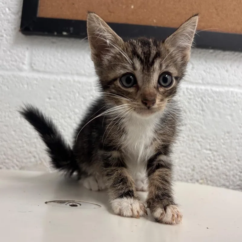 A baby small-sized male Brown / Chocolate American Shorthair cat named Bean for adoption in Edinburg, TX