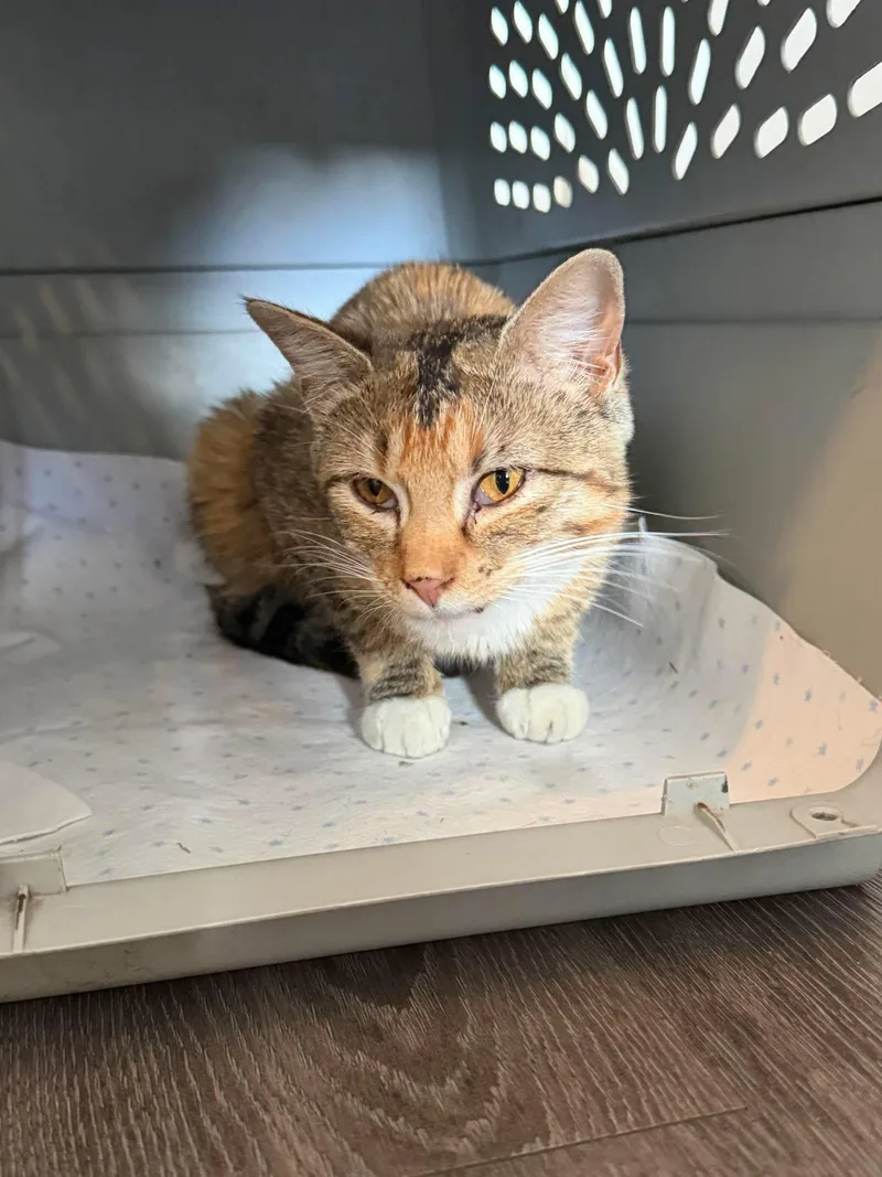 A young medium-sized female Tabby (Gray / Blue / Silver) Domestic Short Hair cat named Edwina for adoption in Manhattan, KS