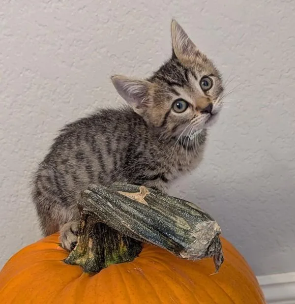 A baby small-sized male Domestic Short Hair cat named Rosemary for adoption in Oakland, CA