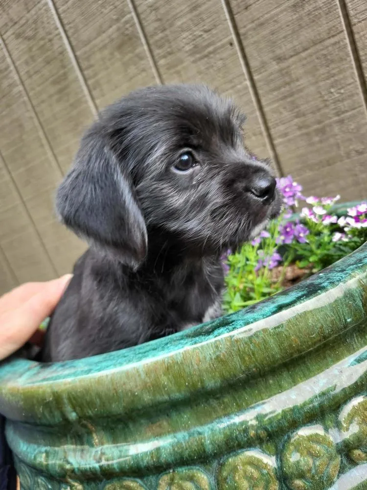 A baby medium-sized male Tricolor (Brown, Black, & White) Terrier dog named Jig for adoption in Pottstown, PA