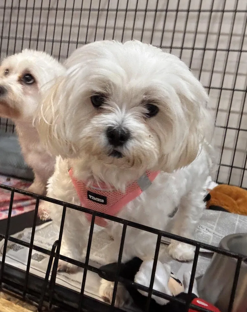 Lucy FH  Aloft thumbnail 2