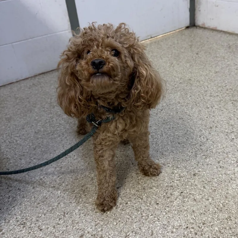 An adult small-sized male Miniature Poodle dog named MONTStray for adoption in Perkiomenville, PA