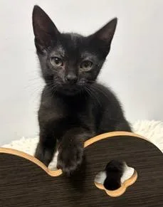 A baby small-sized male Domestic Long Hair cat named Emerson for adoption in Tustin, CA