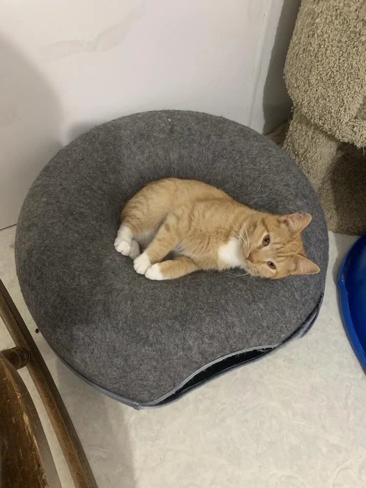 A young medium-sized male Orange & White Domestic Short Hair cat named Tango for adoption in Salmon, ID