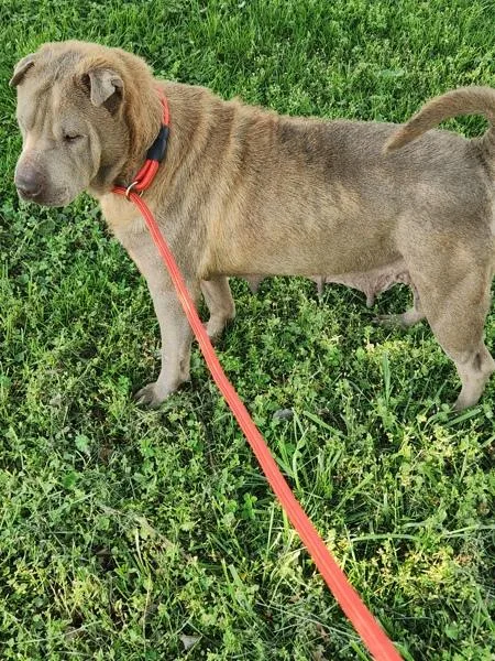Wilma