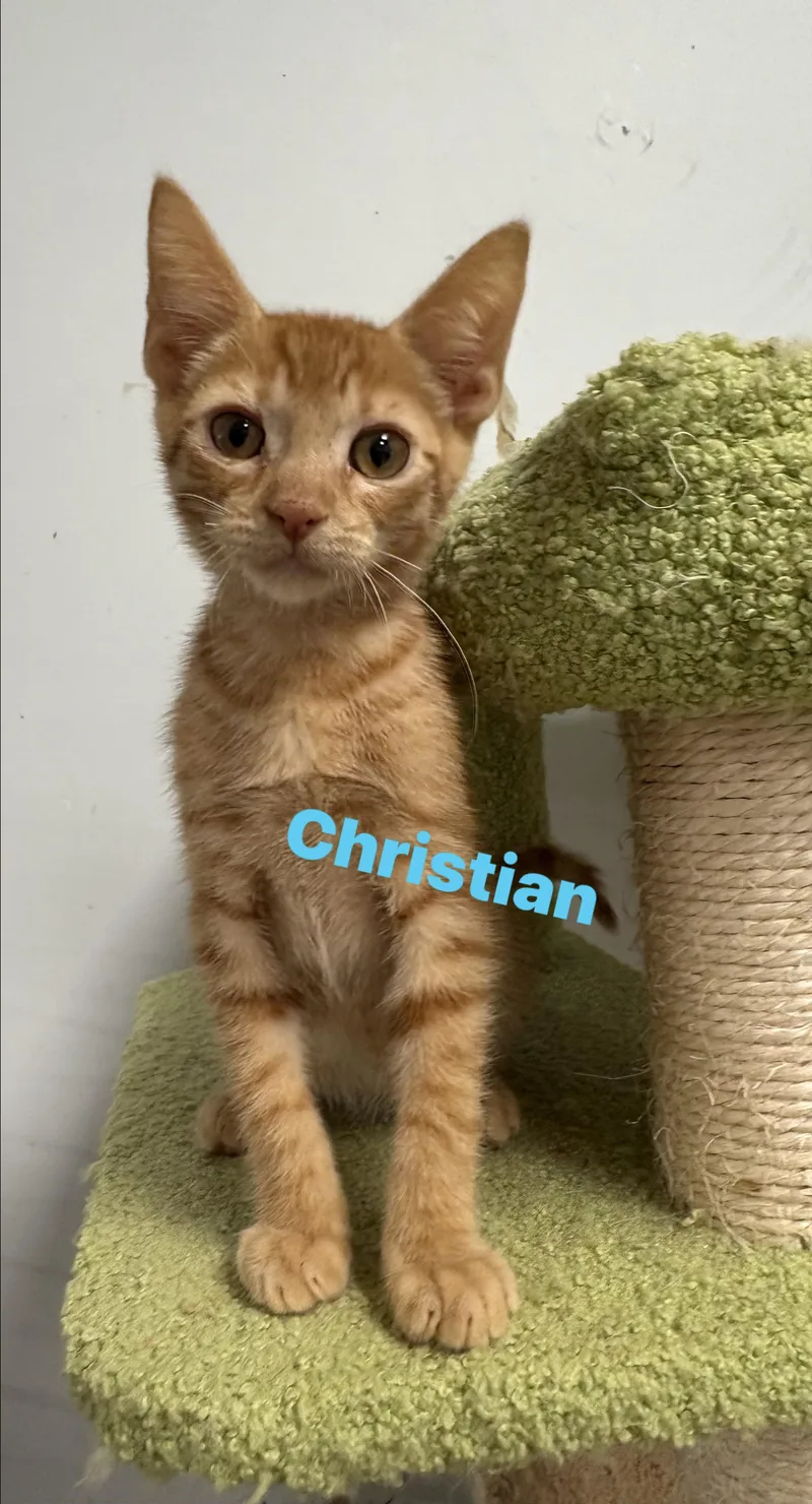 A baby small-sized male Domestic Short Hair cat named Christian for adoption in North Arlington, NJ