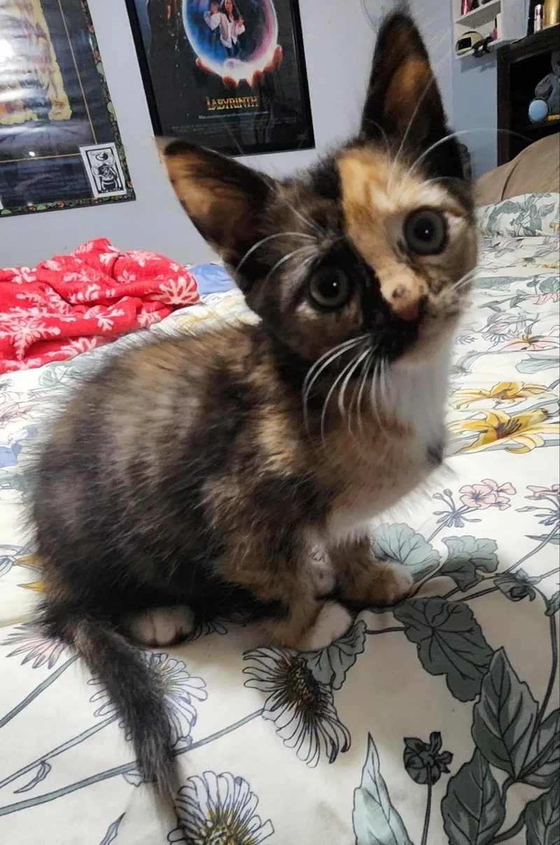 A baby small-sized female Domestic Short Hair cat named Lime for adoption in Knoxville, TN