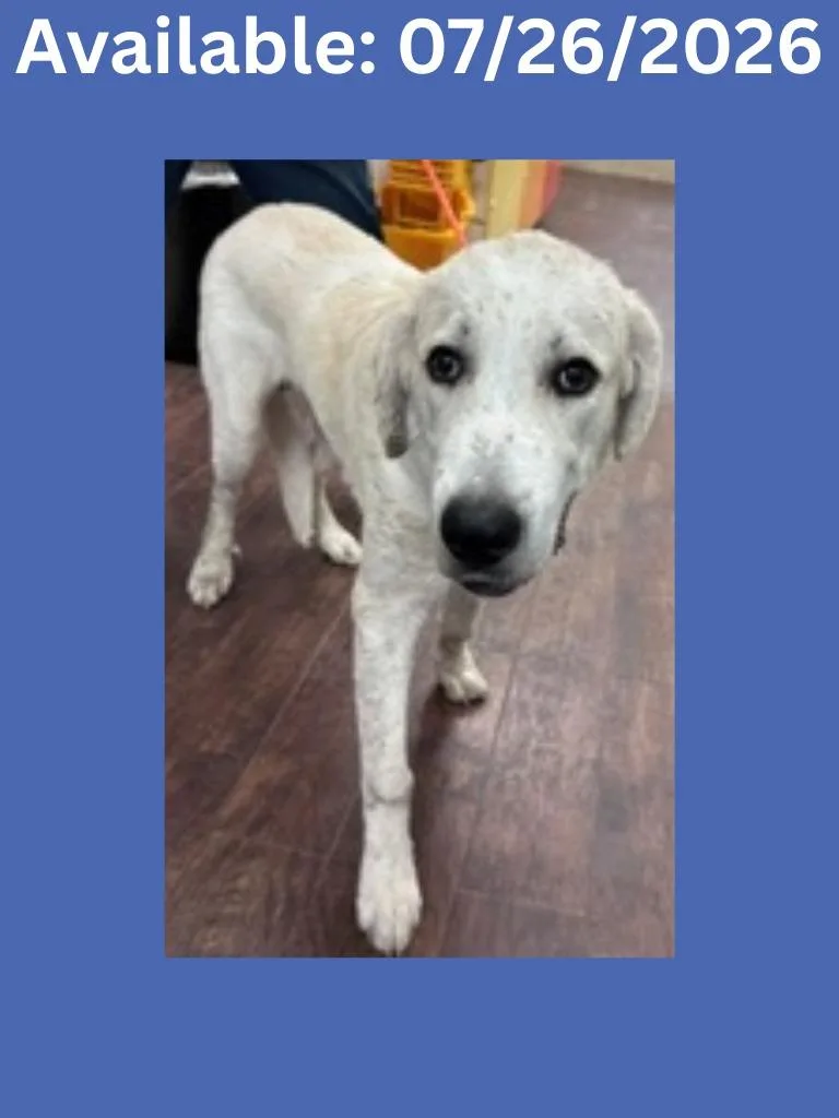 An adult medium-sized male Labrador Retriever dog named Dog Kennel for adoption in Greenville, TX