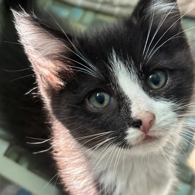 A baby small-sized female Black Domestic Short Hair cat named Gina for adoption in Tustin, CA