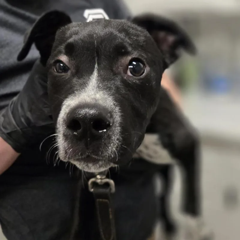 A baby medium-sized male Black Mixed Breed dog named SICStray for adoption in Washington Township, OH