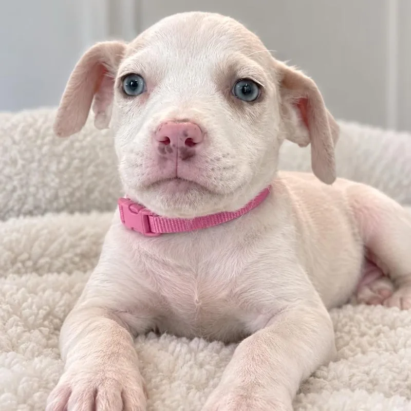 A baby small-sized female White / Cream Australian Shepherd dog named Rogue for adoption in Tampa, FL