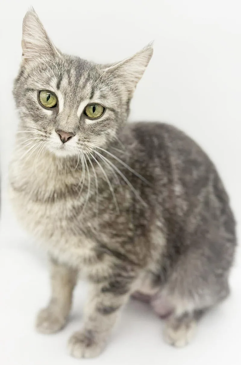 Lilac Is So Darn thumbnail 2