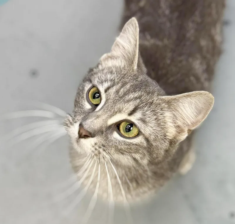 A young small-sized female Gray / Blue / Silver Silver cat named Lilac Is So Darn for adoption in Bedford Hills, NY