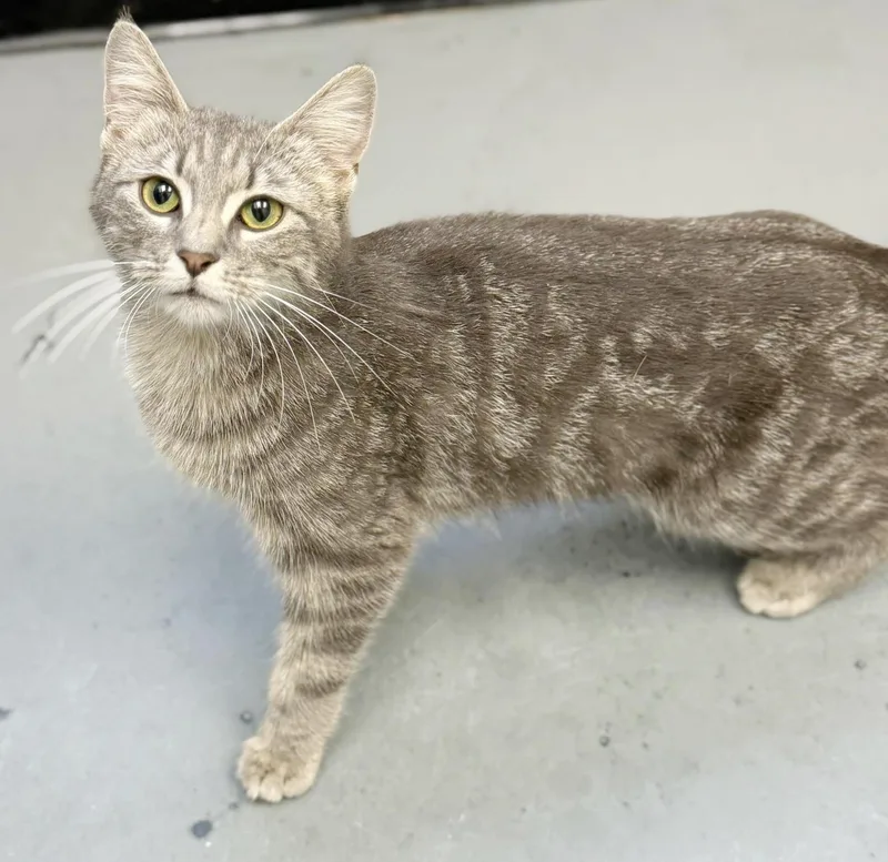 Lilac Is So Darn thumbnail 4